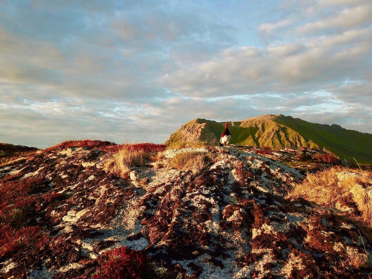 סאנד Lofoten Ocean View - Sandoy Gard מראה חיצוני תמונה